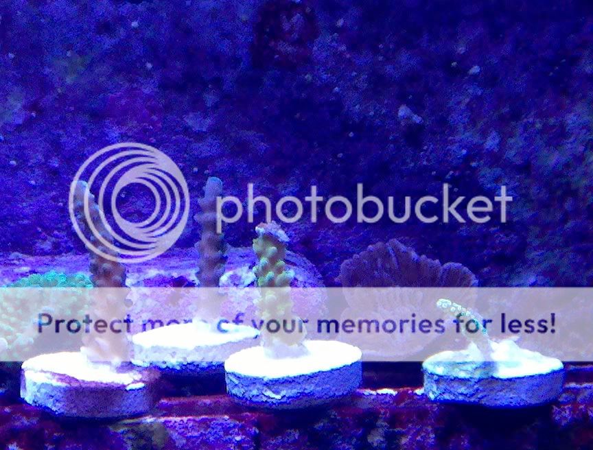 sps frag rack clean out IMG 20110328 142729 - sps frag rack clean out