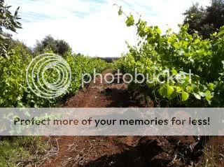 Grancari Estate Vineyard