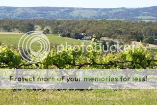 Amery Vineyards
