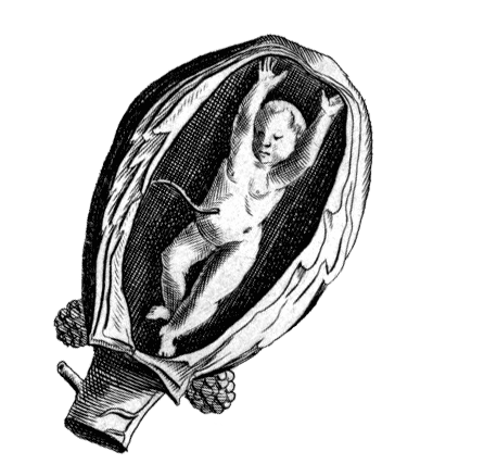 zorbabby