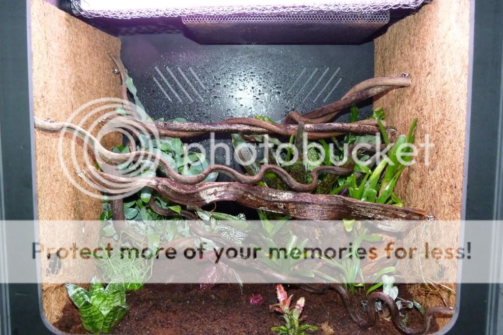 Another planted Snake viv! Reptile Forums