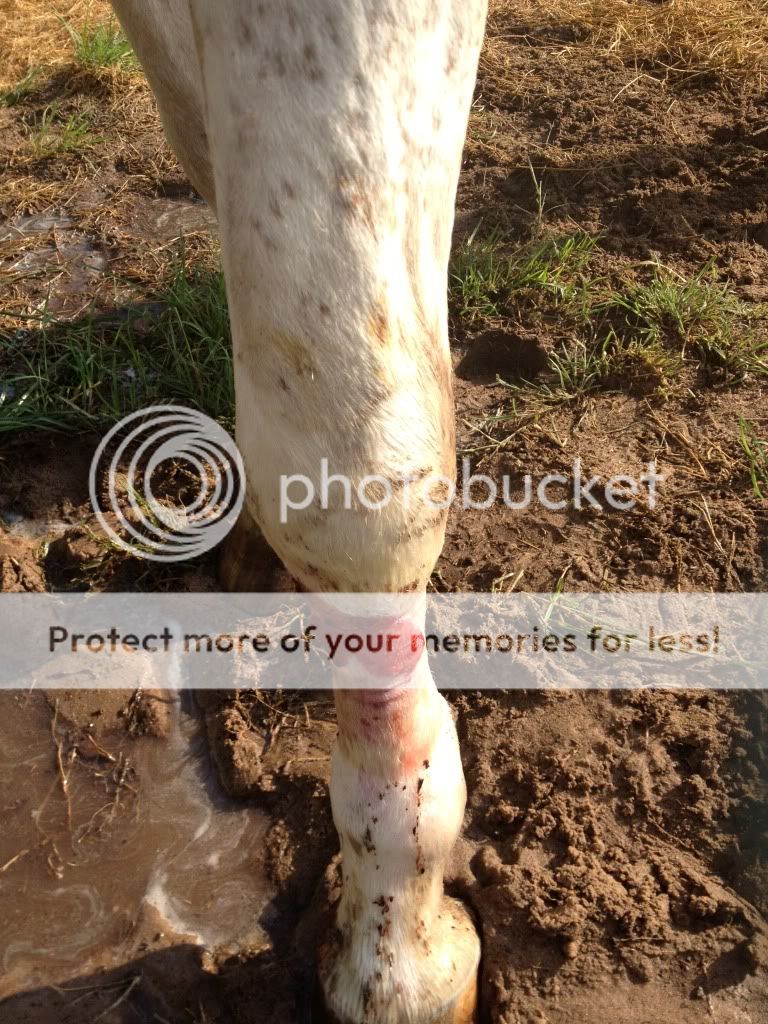 Horse injured! Have Question? - Homesteading Questions