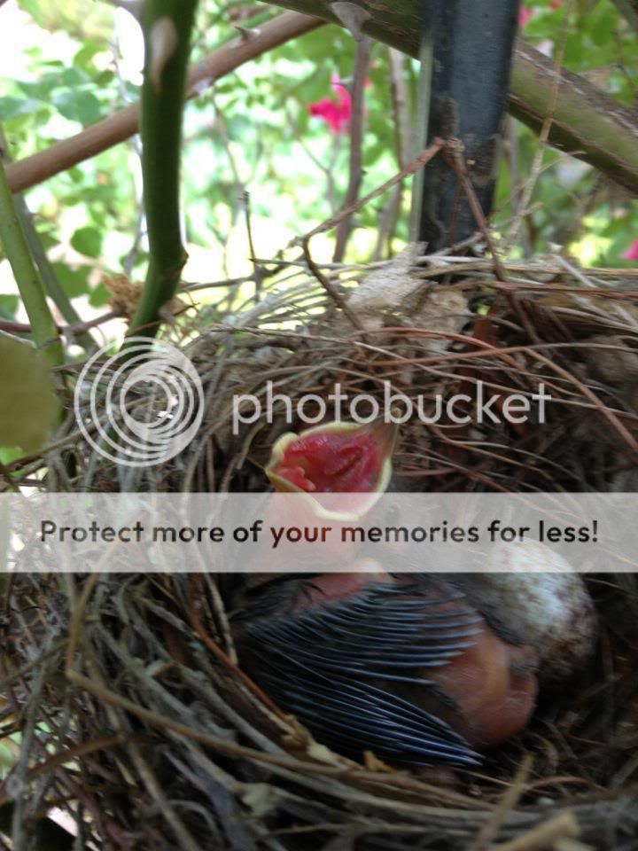 We have not had any photos lately!---two new ones. - Homesteading Questions