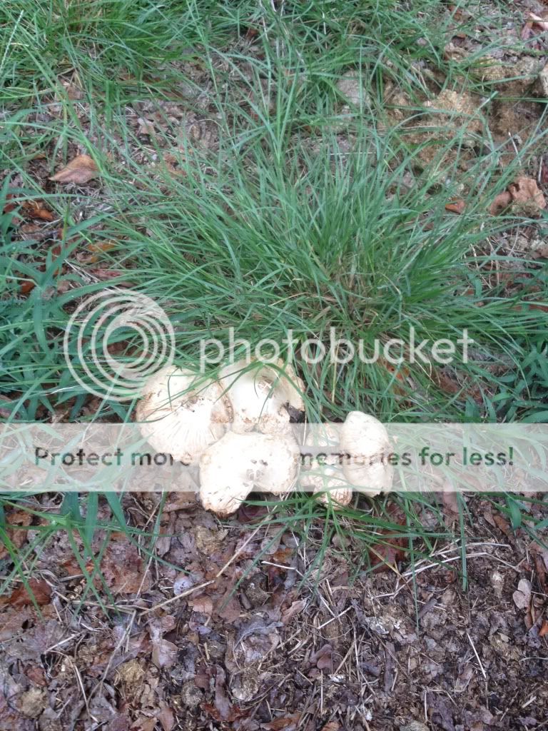 Mushroom names or Toad Stools? Pics! - Homesteading Questions