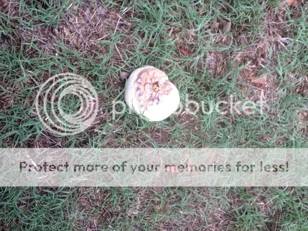 Mushroom names or Toad Stools? Pics! - Homesteading Questions