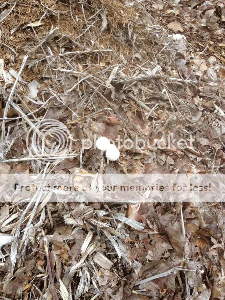 Mushroom names or Toad Stools? Pics! - Homesteading Questions