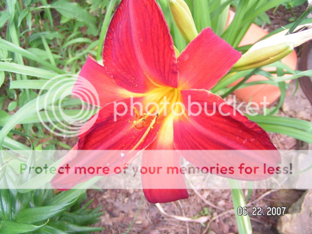 Another pic of the day!! - Homesteading Questions