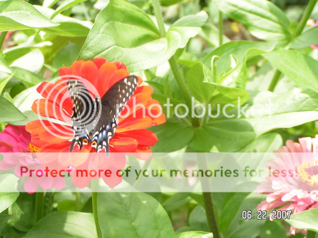 Please, someone send an new pic of the day thread! - Homesteading Questions