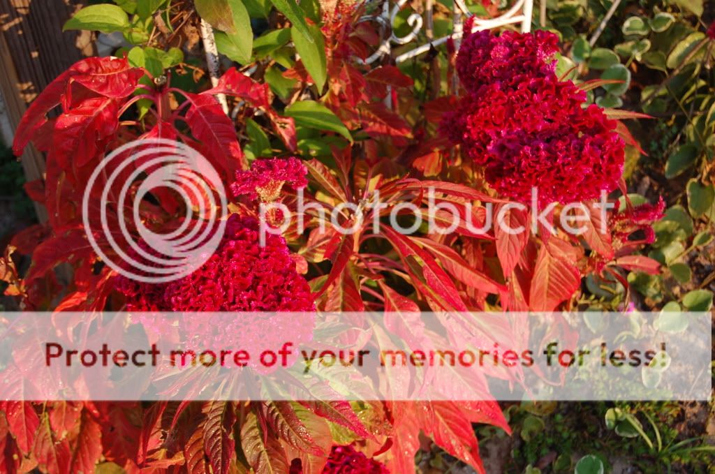 Please, someone send an new pic of the day thread! - Homesteading Questions