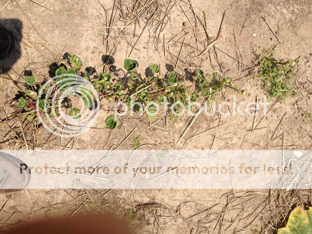 Pics from "Had My Garden Tested thread" - Homesteading Questions