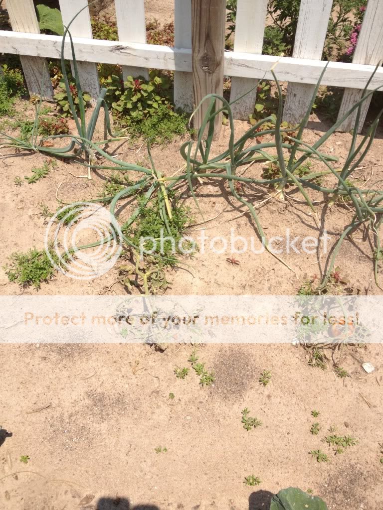 Pics from "Had My Garden Tested thread" - Homesteading Questions