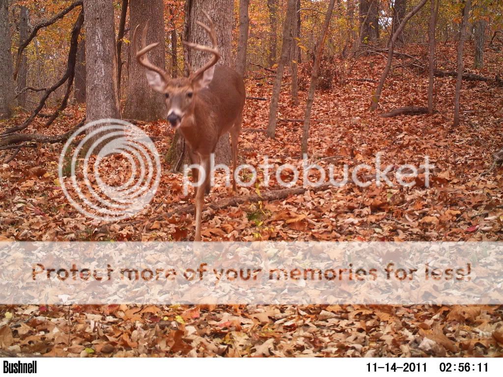 Anyone seeing any bucks on camera? - The Great Outdoors