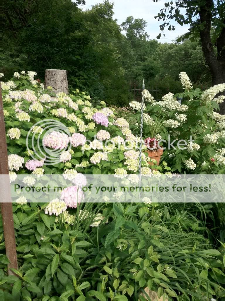 GARDEN AND FLOWERS MUCH BETTER THIS YEAR! pics. - Homesteading Questions