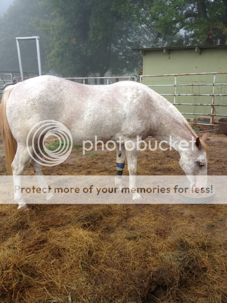 Horse injured! Have Question? - Homesteading Questions