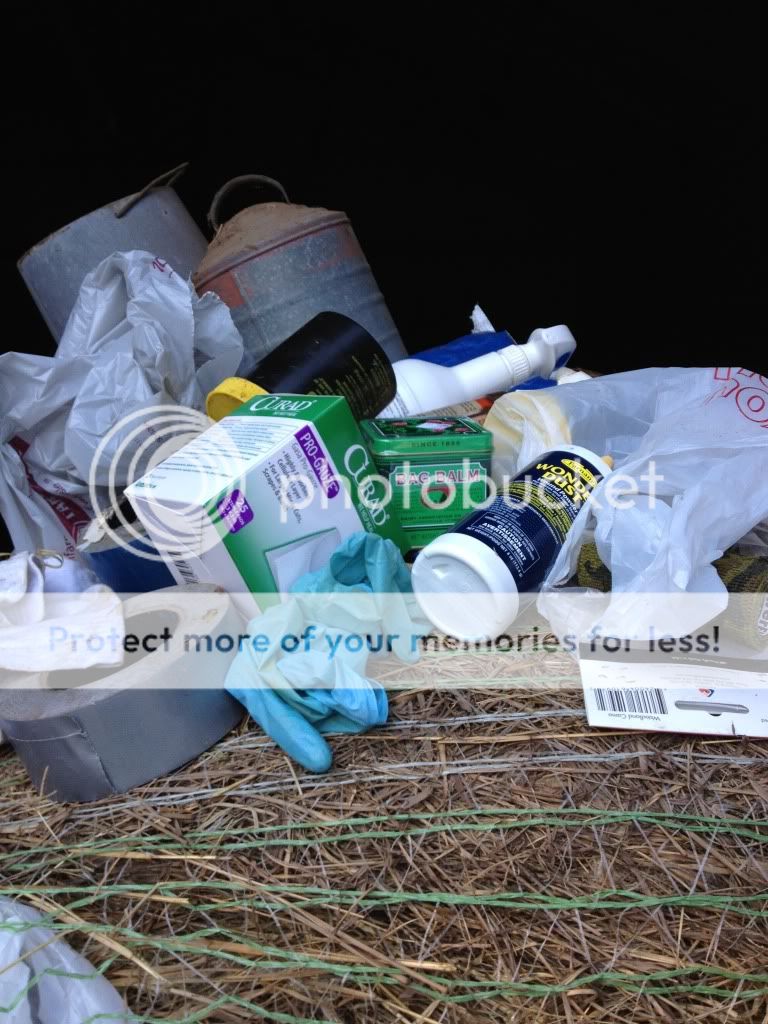 Horse injured! Have Question? - Homesteading Questions