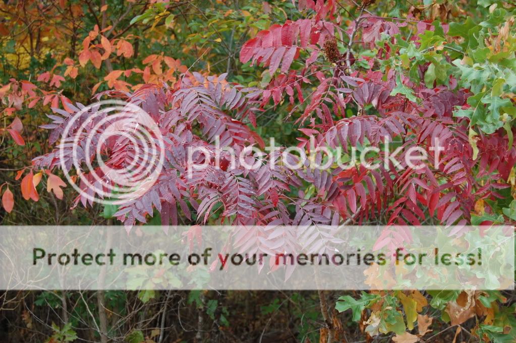 How is the color in your area? - Homesteading Questions