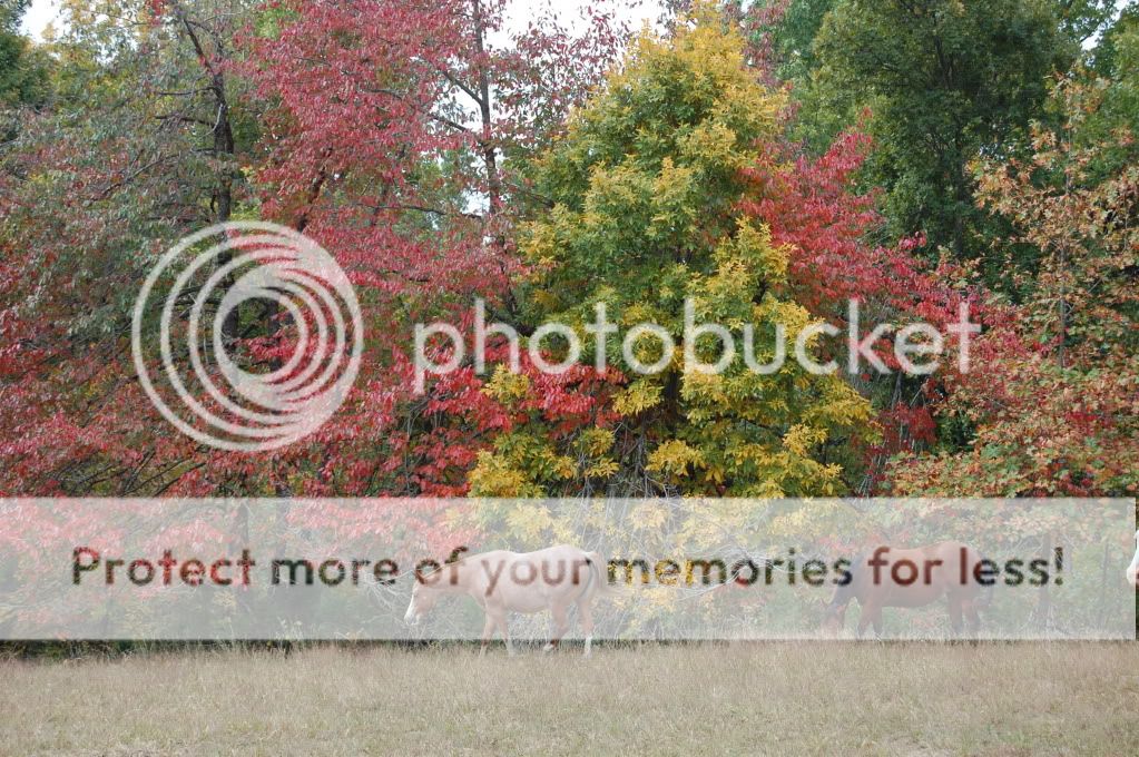 How is the color in your area? - Homesteading Questions