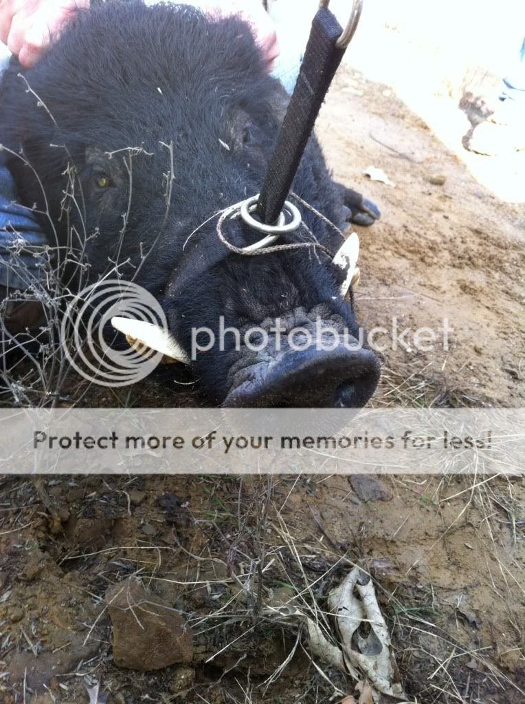 How would you like to meet up with this dude in the dark? - Homesteading Questions