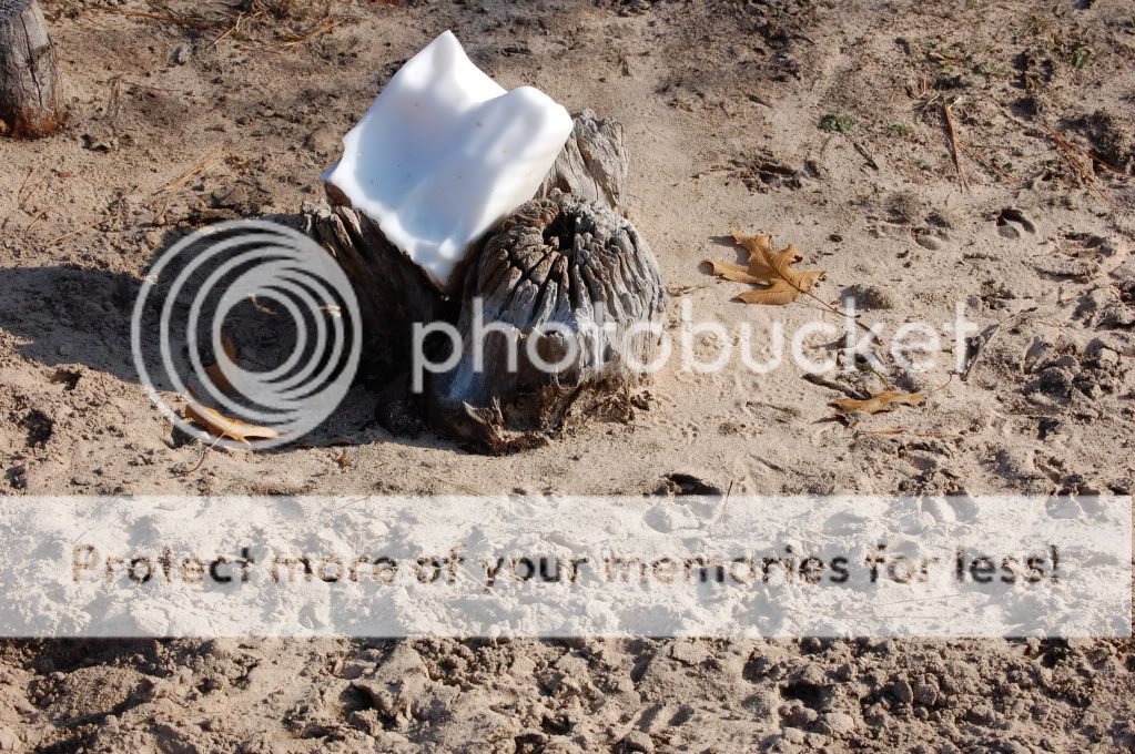 Walk in the woods today pics - Homesteading Questions