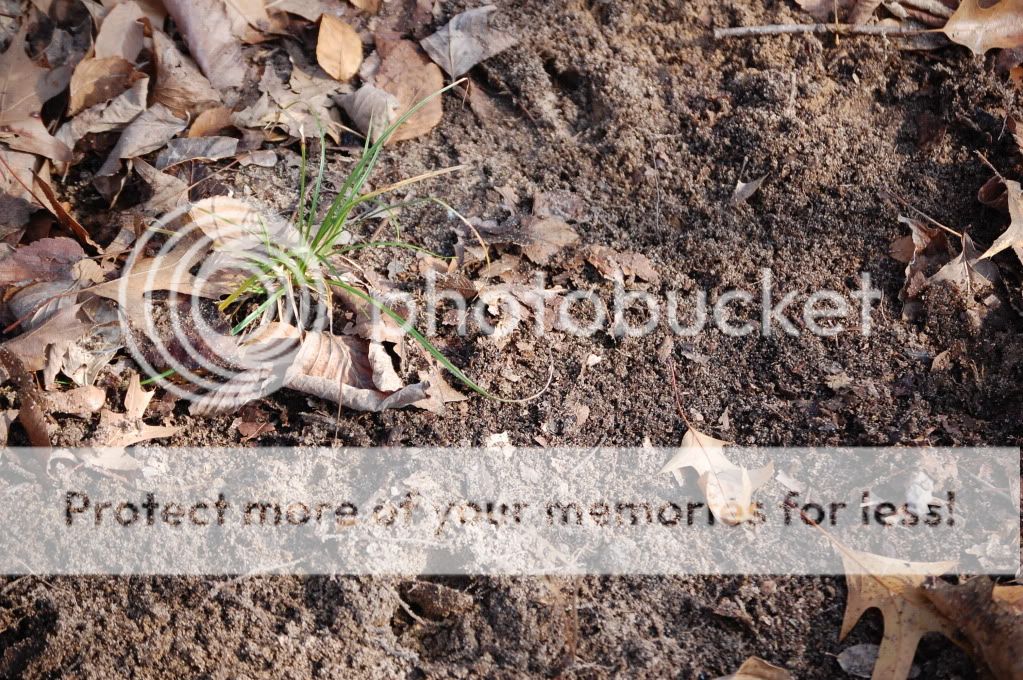 Walk in the woods today pics - Homesteading Questions