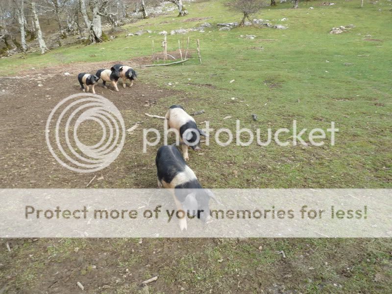Photo Sharing and Video Hosting at Photobucket