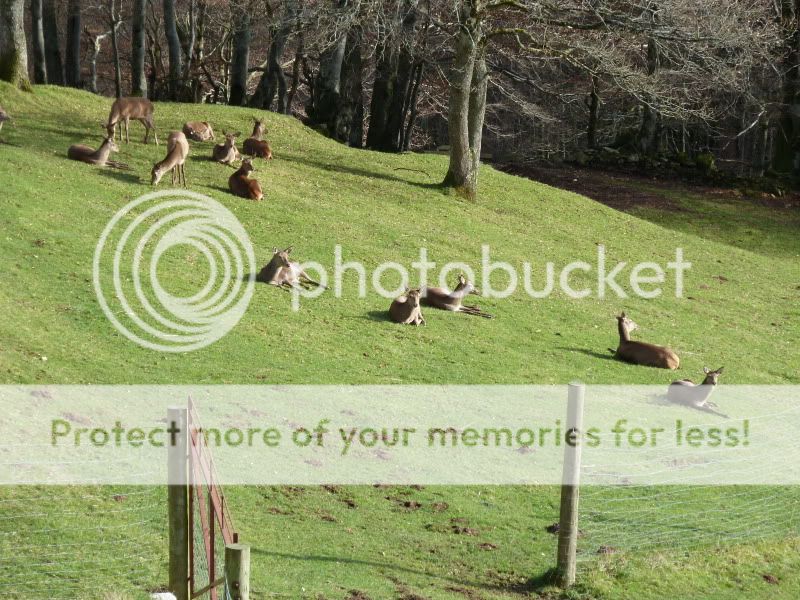 Photo Sharing and Video Hosting at Photobucket