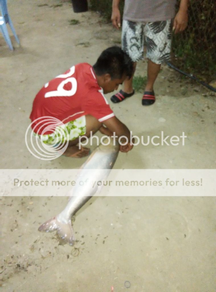 ikan rohu kalau tak silap