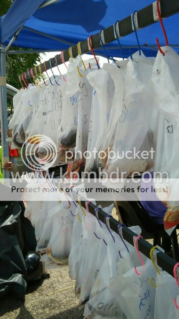 barisan ikan yang dapat masuk ranking