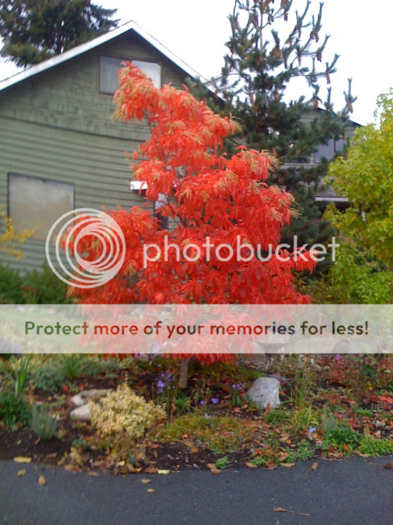 Mediumsized trees for front yard