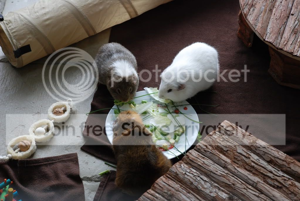 DSC_0380.jpg